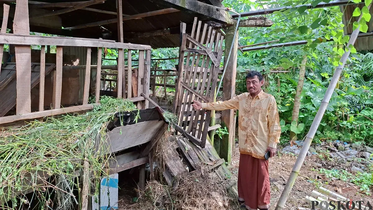 Tukiran, warga Depok, menunjukan kandang tempat kambing yang dicuri dan disisakan isi jeroannya, Senin, 12 Mei 2025. (Sumber: Poskota/Angga Pahlevi)