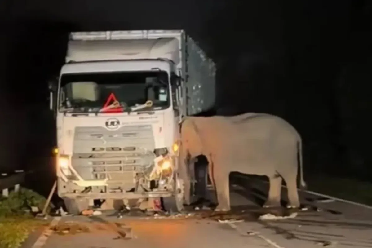 Seekor anak gajah di Malaysia tertabrak truk (Sumber: Instagram)