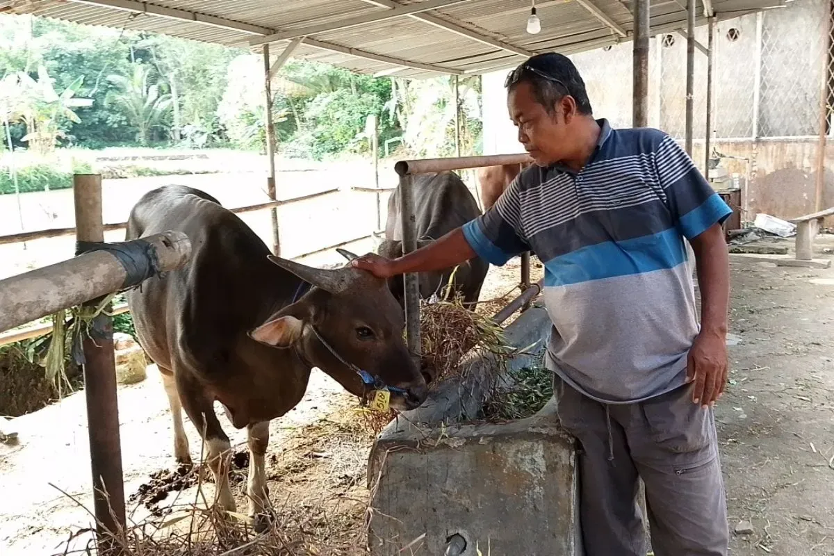 Salah seorang penjual hewan kurban di Kelurahan Kabayan, Kecamatan Pandeglang, Kabupaten Pandeglang. (Sumber: Dok. Penjual Sapi)