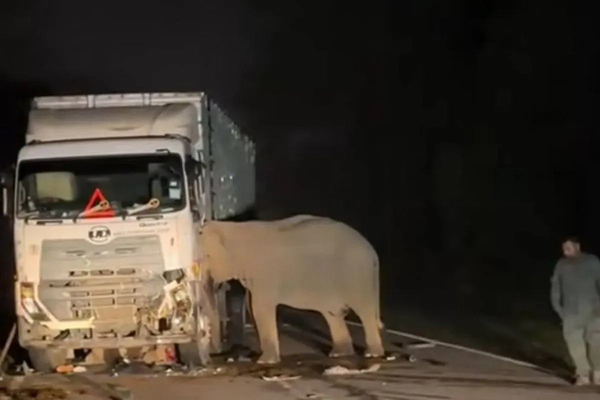 Gajah sedih anaknya tewas ditabrak truk (Sumber: X/@MyNegara)