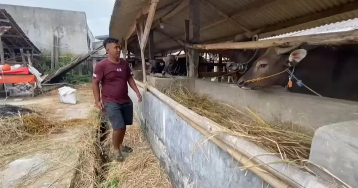 Endang Saputra, 49 tahun, penjual hewan kurban di Desa Cilangkap, Kecamatan Kalanganyar, Lebak saat menunjukan sejumlah hewan kurban di lapaknya, Kamis, 15 Mei 2025. (Sumber: Dok. Pribadi)