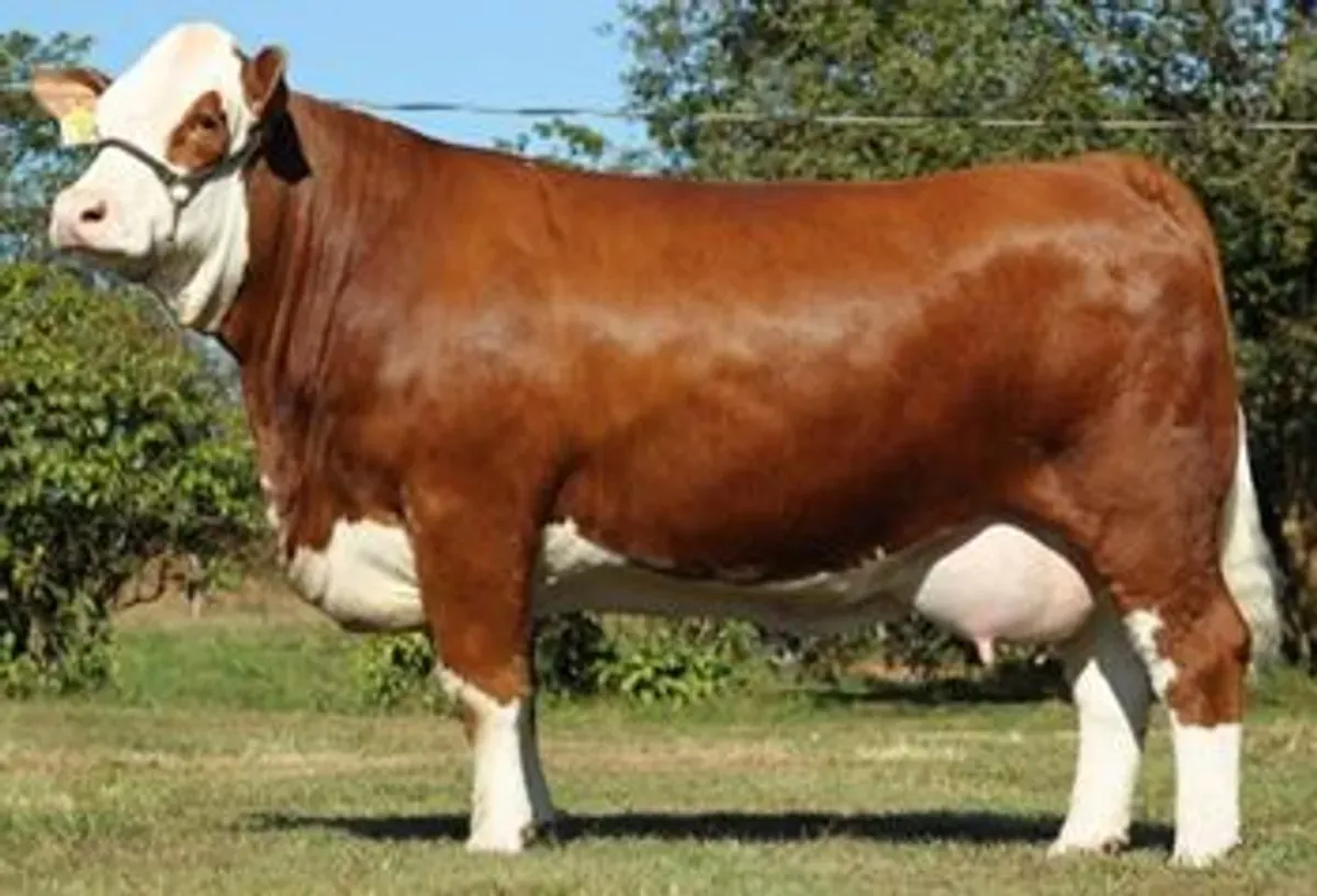 Sapi Kurban Presiden Prabowo Mati Mendadak: Ini Keunggulan Sapi Simmental yang Jadi Primadona Idul Adha (Sumber: Pinterest)