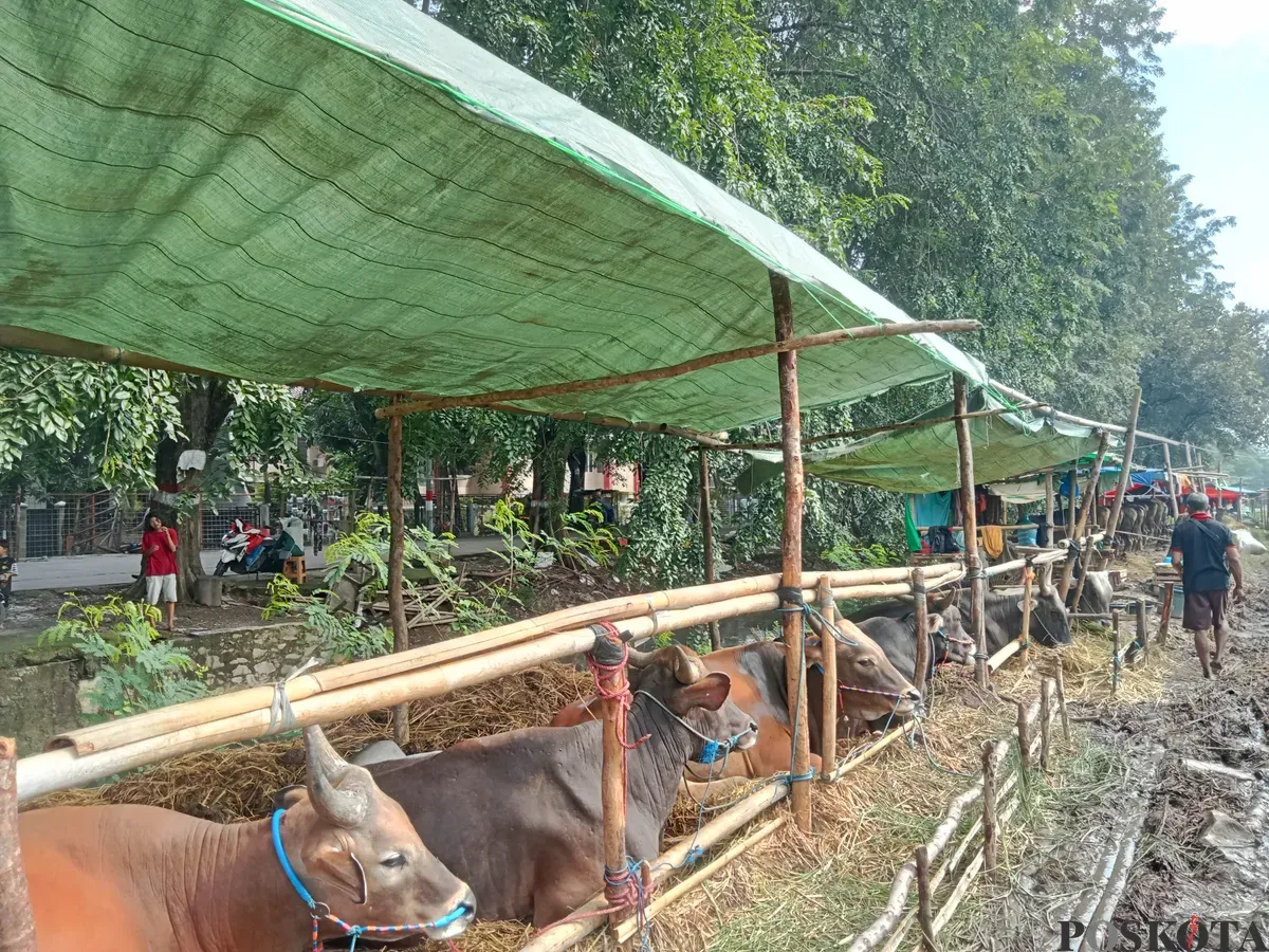 Lapak sapi kurban Kamaludin di Jalan Teluk Pucung, Harapan Baru, Bekasi Timur, Kota Bekasi tampak lengang karena sebagian hewan sudah laku terjual, Senin, 19 Mei 2025. (Sumber: Poskota/Nurpini Aulia Rapika)