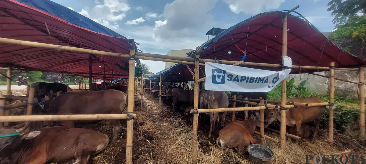 Sejumlah hewan kurban di salah satu lapak penjual di kawasan Laladon, Kabupaten Bogor, Senin, 19 Mei 2025. Pedagang hewan mengeluhkan penjualan jelang Idul Adha 2025 kali ini melambat. (Sumber: Poskota/Sekar Putri Andini)