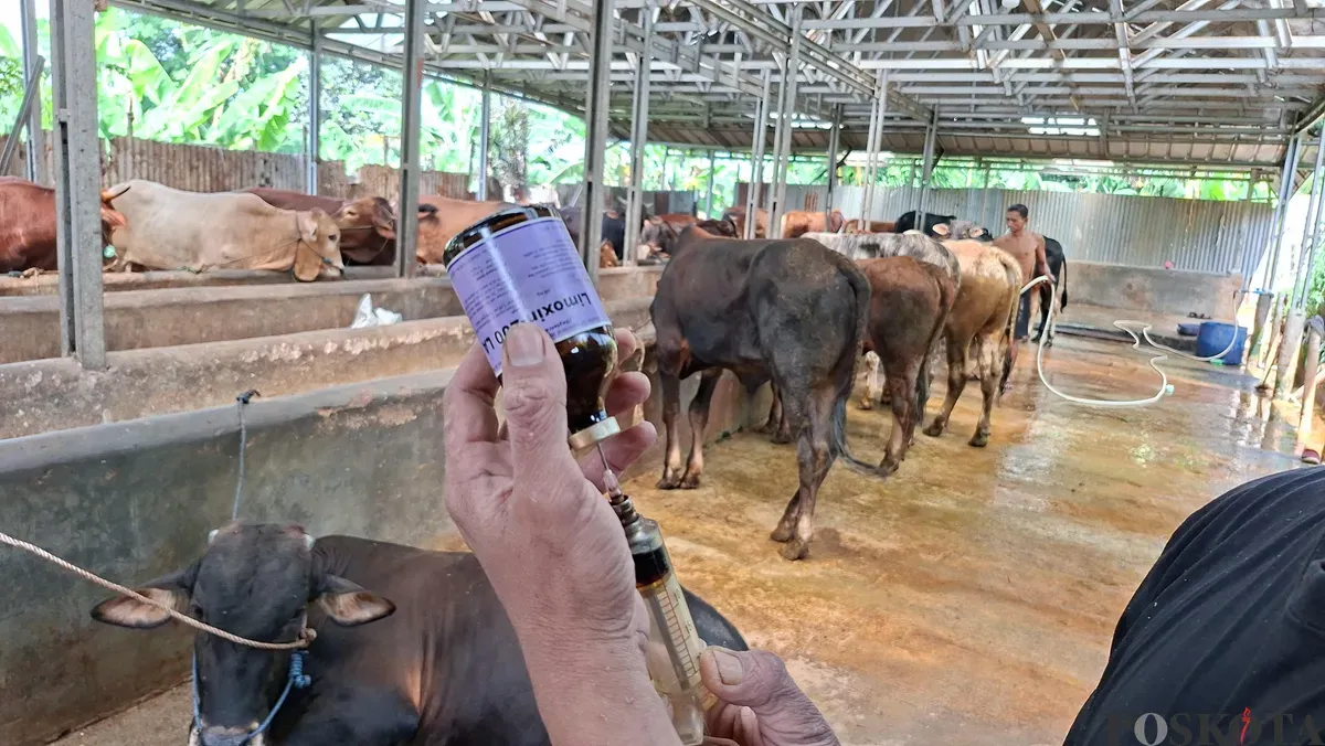 Penanggung jawab kandang Jo Cattle akan memberikan suntikan obat antibiotik untuk sapi kurban menjelang Idul Adha 2025. Pemberian obat merupakan bagian dari antisipasi pedagang hewan kurban terhadap wabah PMK. (Sumber: Poskota/Angga Pahlevi)