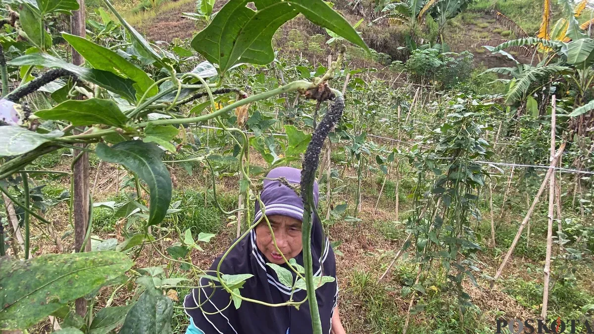 Seorang petani di bantaran Waduk Saguling, Kabupaten Bandung Barat, menunjukan hama yang menempel pada tanaman kacang panjang. (Sumber: Poskota/Gatot Poedji Utomo)