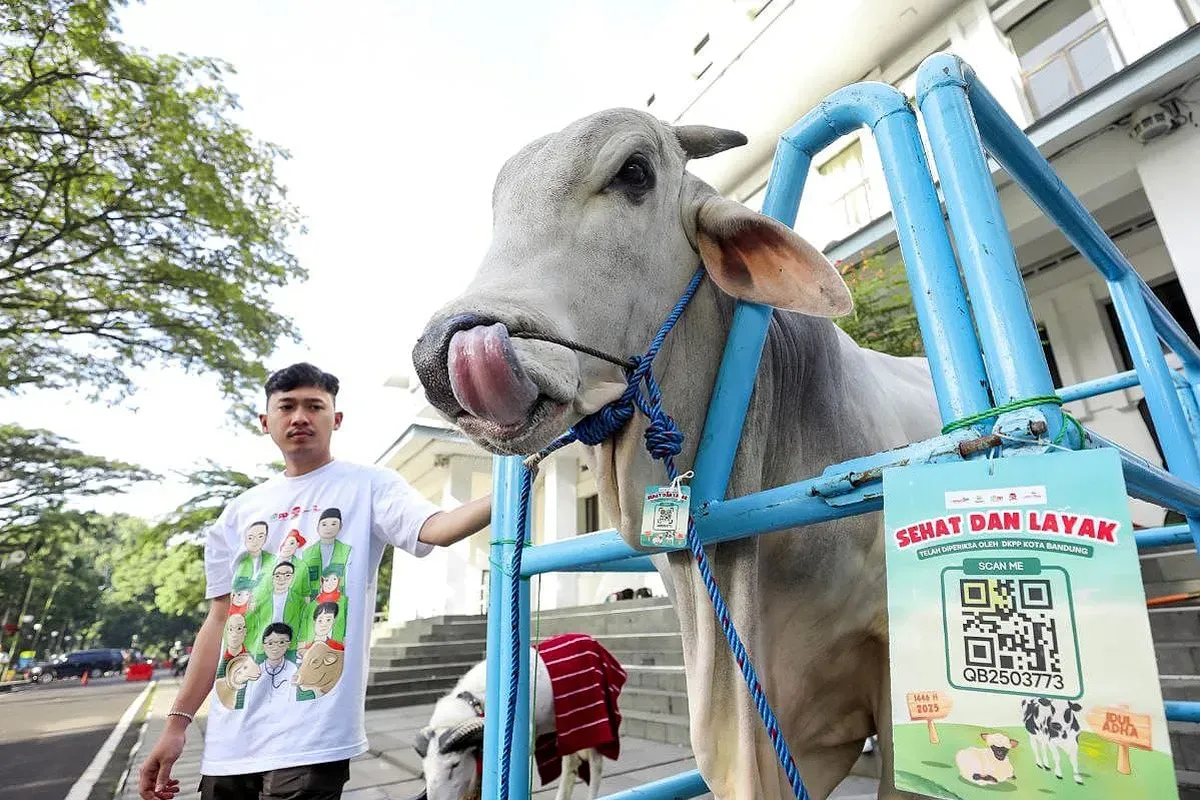 Ilustrasi, hewan kurban. (Sumber: Diskominfo Kota Bandung)