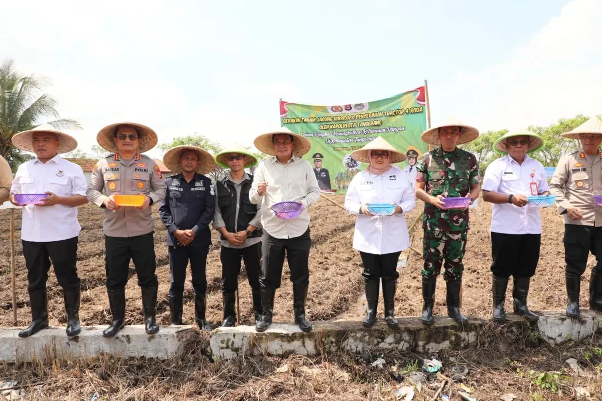 Pemerintah Kabupaten Tangerang menggencarkan Aksi Gerakan tanam jagung hibrida di Desa Buniayu, Kecamatan Sukamulya pada Sabtu, 24 Mei 2025. (Sumber: Setda Kabupaten Tangerang)