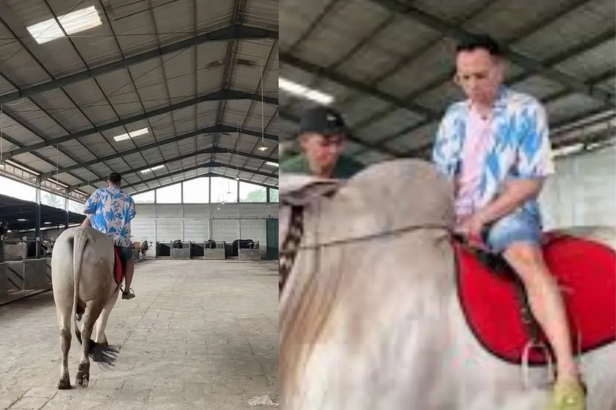Raffi Ahmad saat mengunjungi peternakan milik Irfan Hakim, memilih sapi kurban jelang Iduladha 2025. (Sumber: TikTok/@nizarr027)