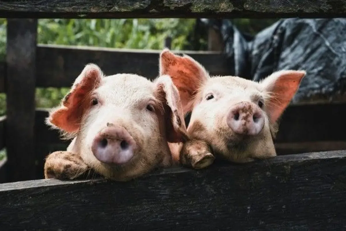 Viral Ayam Goreng Non-Halal di Solo: Begini Ciri-Ciri Minyak Babi yang Wajib Anda Waspadai! (Sumber: Pinterest)