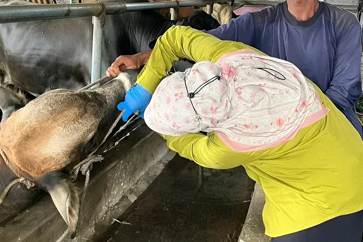 Petugas pemeriksa kesehatan hewan dari DKPPP Kota Bekasi memeriksa kondisi sapi kurban. (Sumber: Dok. DKPPP Kota Bekasi)