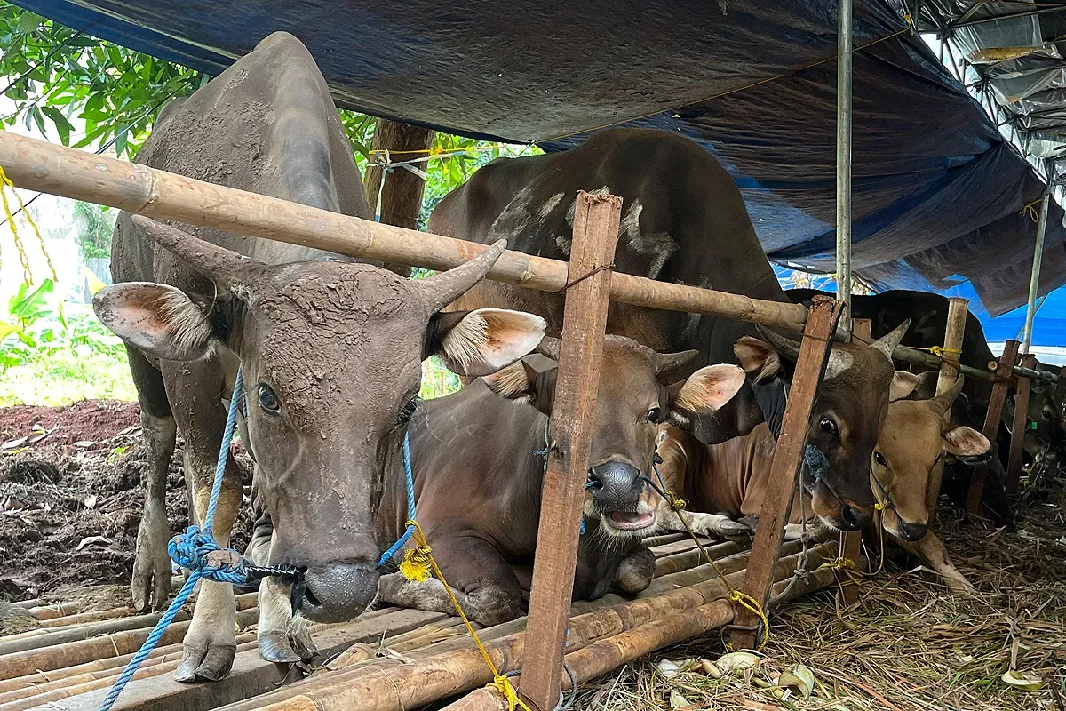 Hewan kurban jenis sapi Bali yang dijual di salah satu lapak penjualan hewan kurban di kawasan Kebon Jeruk, Jakarta Barat, Kamis, 29 Mei 2025. (Sumber: POSKOTA | Foto: Pandi Ramedhan)