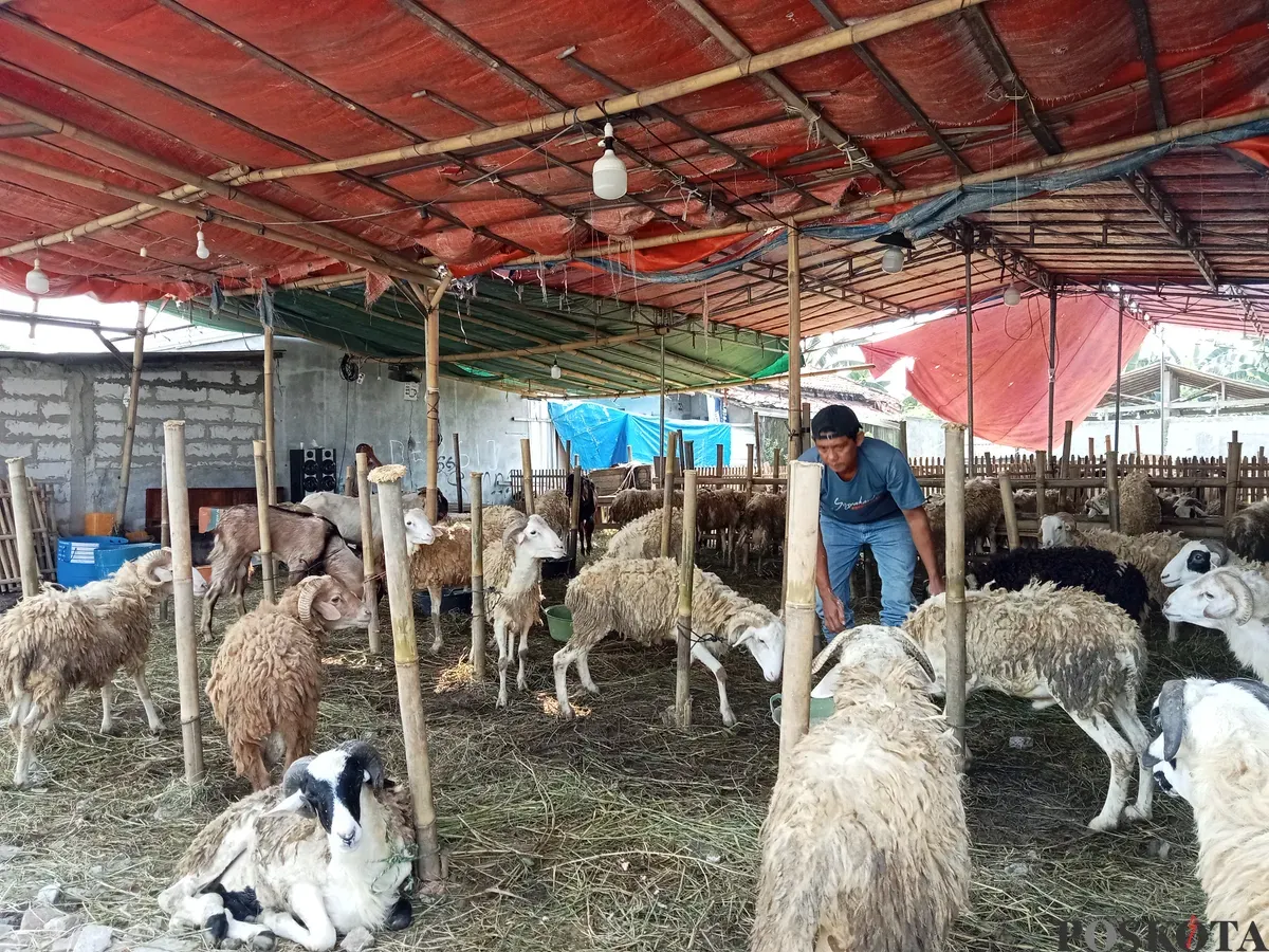 Ratusan kambing berjejer di lapak jualan Fery yang ada di Jl. Gabus Raya, Kecamatan Tambun Utara, Kabupaten Bekasi, Kamis, 29 Mei 2025. Sebagian sudah laku terjual untuk Idul Adha tahun ini. (Sumber: Poskota/Nurpini Aulia Rapika)