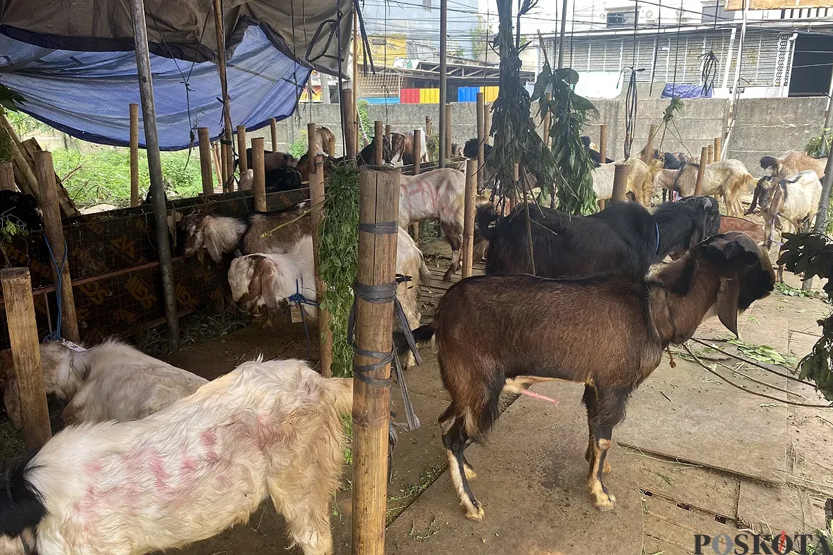 Pedagang hewan kurban di Kota Tangerang, keluhkan lesunya penjualan. (Sumber: POSKOTA | Foto: Primayanti)