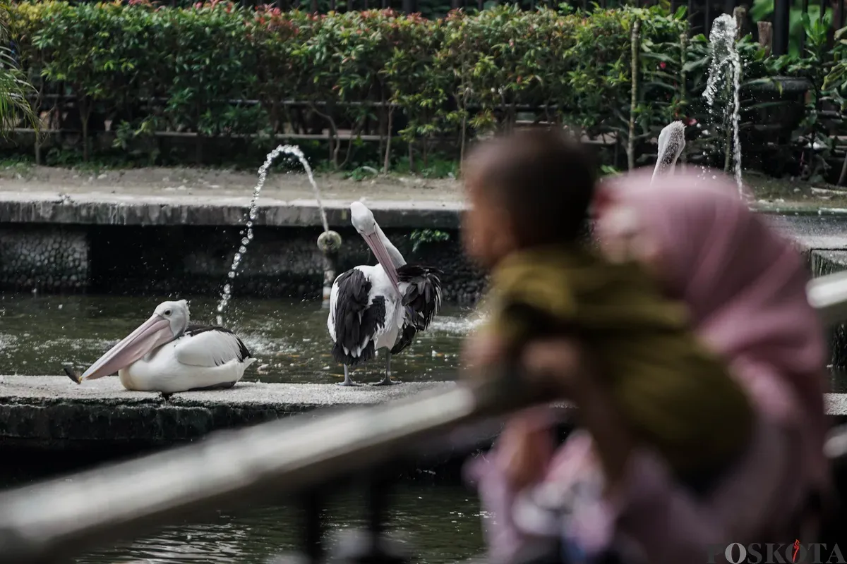 Pengunjung saat berlibur diTaman Margasatwa Ragunan, Jakarta Selatan, Jum'at, 30 Mei 2025. Taman Margasatwa Ragunan memprediski total pengunjung sebanyak 100 ribu wisatawan pada hari libur Kenaikan Yesus Kristus dengan puncak kunjungan pada Minggu, 1 Juni 2025. (Sumber: Poskota/Bilal Nugraha Ginanjar)