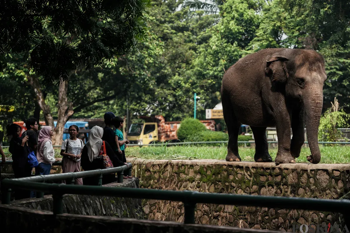 Pengunjung menyaksikan gajah saat berlibur ke Taman Margasatwa Ragunan, Jakarta Selatan, Jum'at, 30 Mei 2025. 

Taman Margasatwa Ragunan memprediski total pengunjung sebanyak 100 ribu wisatawan pada hari libur Kenaikan Yesus Kristus dengan puncak kunjungan pada Minggu, 1 Juni 2025. (Sumber: Poskota/Bilal Nugraha Ginanjar)