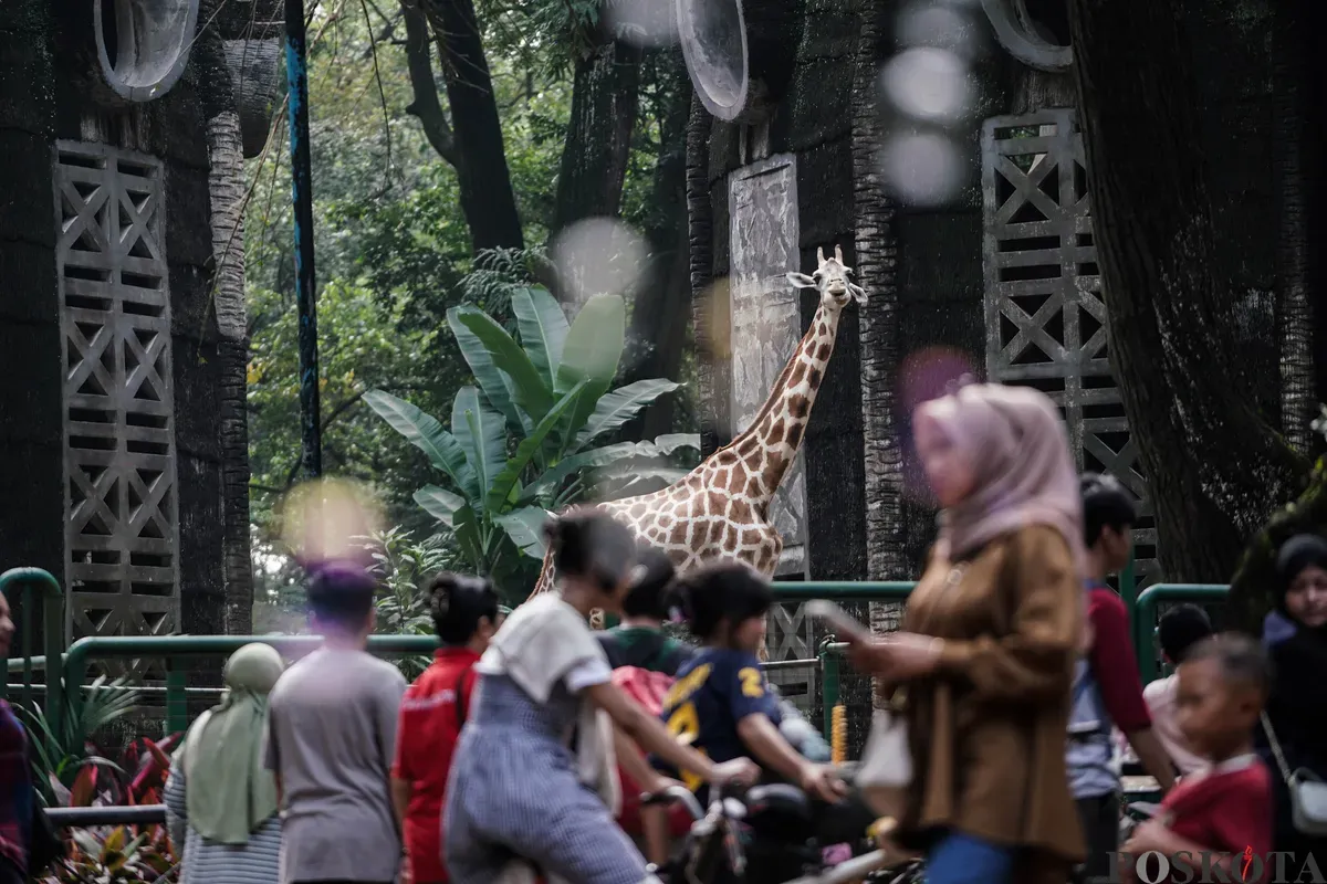 Pengunjung saat berlibur ke Taman Margasatwa Ragunan, Jakarta Selatan, Jum'at, 30 Mei 2025. Taman Margasatwa Ragunan memprediski total pengunjung sebanyak 100 ribu wisatawan pada hari libur Kenaikan Yesus Kristus dengan puncak kunjungan pada Minggu, 1 Juni 2025. (Sumber: Poskota/Bilal Nugraha Ginanjar)