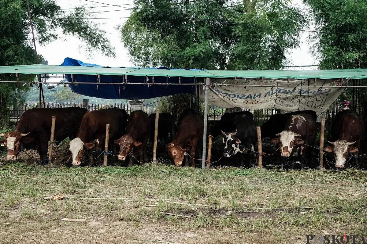 Pedagang memberi pakan hewan kurban menjelang Hari Raya Idul Adha di Tanah Kusir, Jakarta Selatan, Kamis, 29 Mei 2025. Lembaga Riset Institute for and Affluance Studies (IDEAS) memproyeksikan turunnya potensi nilai ekonomi kurban Indonesia tahun 2025 sebesar Rp27,1 triliun. (Sumber: Poskota/Bilal Nugraha Ginanjar)