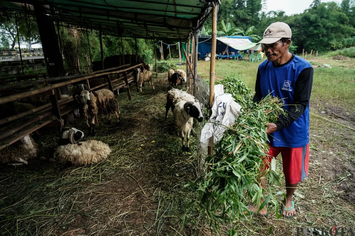 Pedagang memberi pakan hewan kurban menjelang Hari Raya Idul Adha di Tanah Kusir, Jakarta Selatan, Kamis, 29 Mei 2025. Lembaga Riset Institute for and Affluance Studies (IDEAS) memproyeksikan turunnya potensi nilai ekonomi kurban Indonesia tahun 2025 sebesar Rp27,1 triliun. (Sumber: Poskota/Bilal Nugraha Ginanjar)