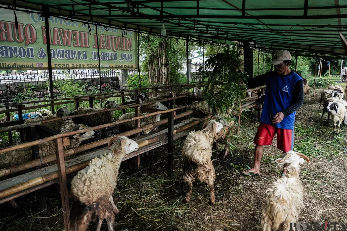 Pedagang memberi pakan hewan kurban menjelang Hari Raya Idul Adha di Tanah Kusir, Jakarta Selatan, Kamis, 29 Mei 2025. Lembaga Riset Institute for and Affluance Studies (IDEAS) memproyeksikan turunnya potensi nilai ekonomi kurban Indonesia tahun 2025 sebesar Rp27,1 triliun. (Sumber: Poskota/Bilal Nugraha Ginanjar)