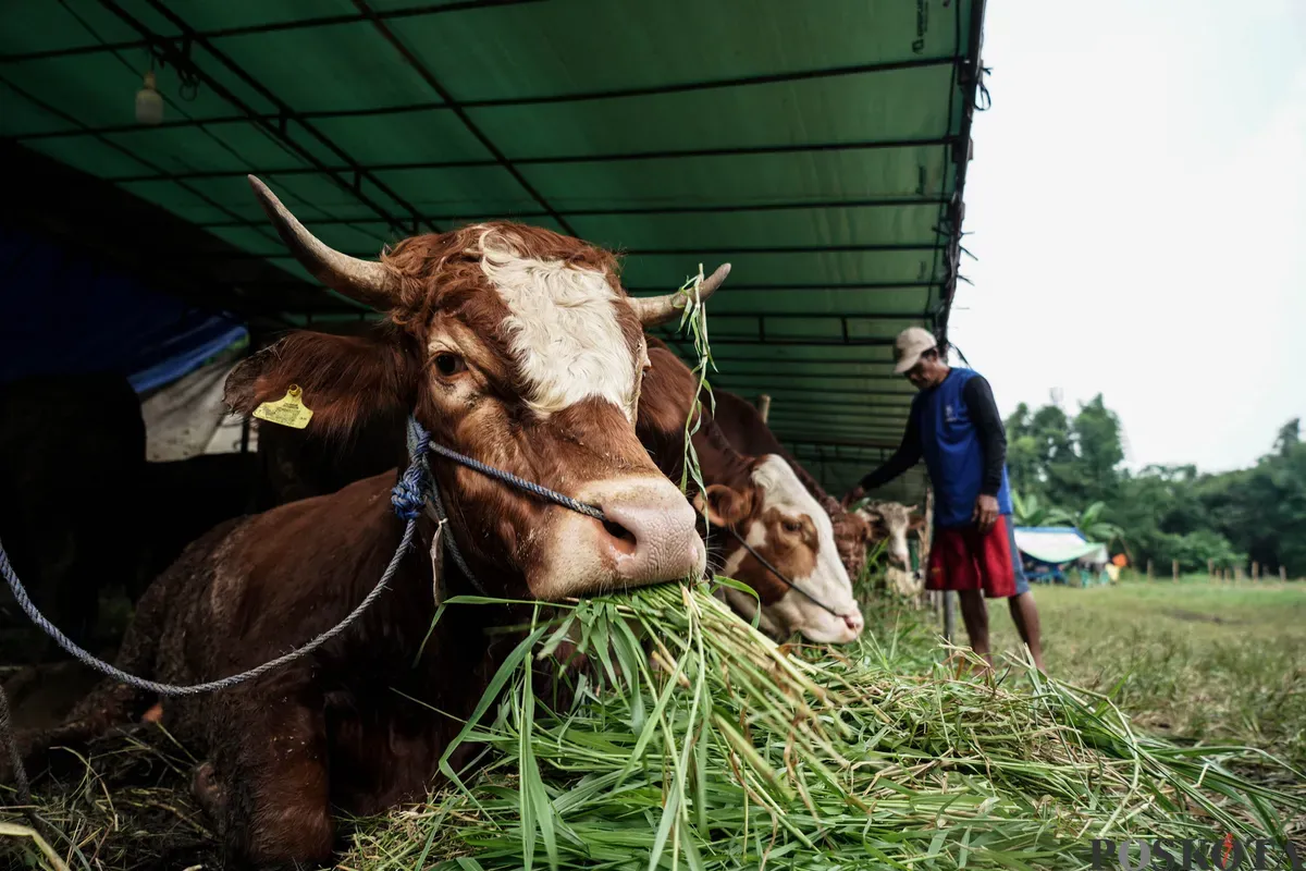 Pedagang memberi pakan hewan kurban menjelang Hari Raya Idul Adha di Tanah Kusir, Jakarta Selatan, Kamis, 29 Mei 2025. Lembaga Riset Institute for and Affluance Studies (IDEAS) memproyeksikan turunnya potensi nilai ekonomi kurban Indonesia tahun 2025 sebesar Rp27,1 triliun. (Sumber: Poskota/Bilal Nugraha Ginanjar)