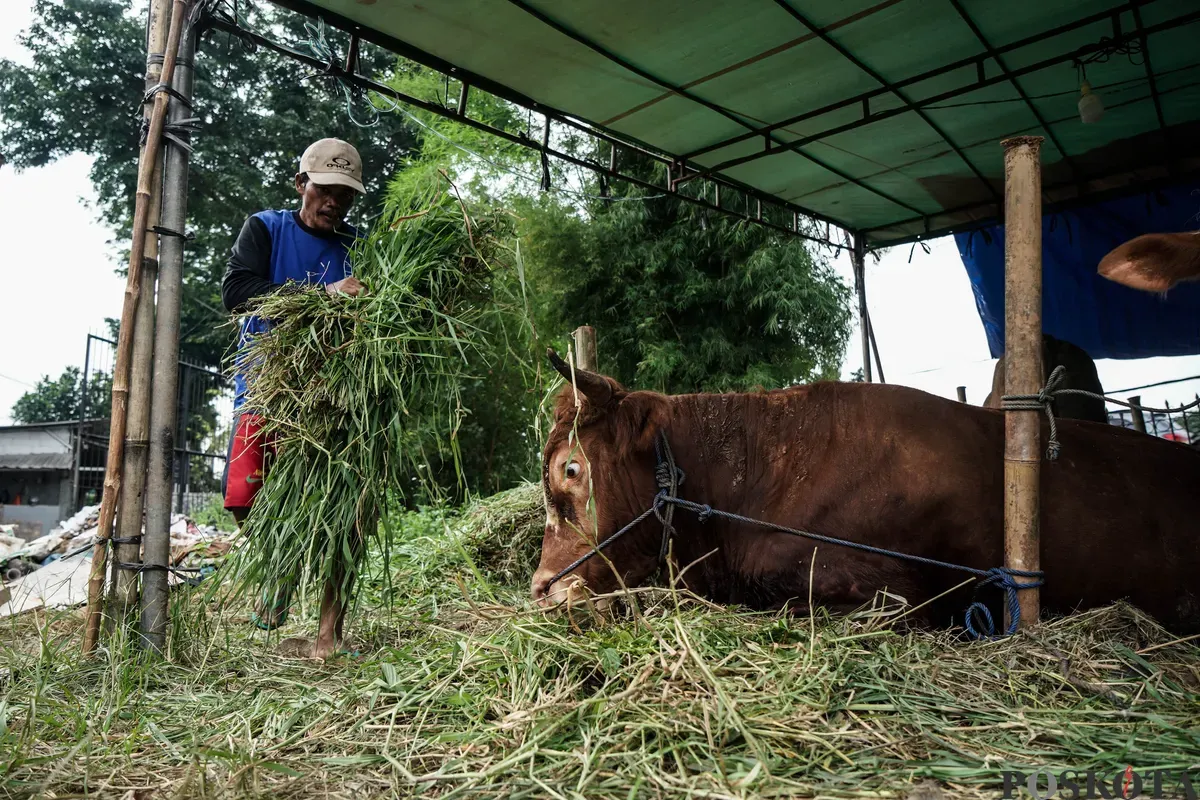 Pedagang memberi pakan hewan kurban menjelang Hari Raya Idul Adha di Tanah Kusir, Jakarta Selatan, Kamis, 29 Mei 2025. Lembaga Riset Institute for and Affluance Studies (IDEAS) memproyeksikan turunnya potensi nilai ekonomi kurban Indonesia tahun 2025 sebesar Rp27,1 triliun. (Sumber: Poskota/Bilal Nugraha Ginanjar)