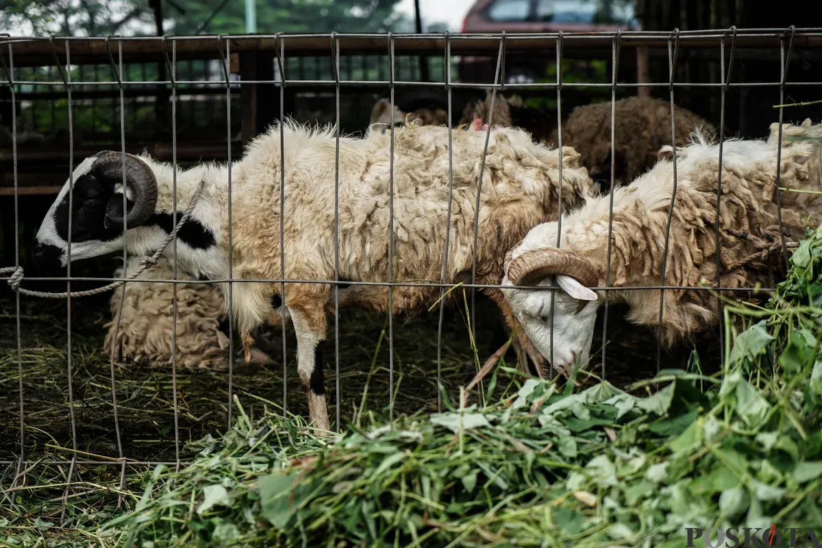 Pedagang memberi pakan hewan kurban menjelang Hari Raya Idul Adha di Tanah Kusir, Jakarta Selatan, Kamis, 29 Mei 2025. Lembaga Riset Institute for and Affluance Studies (IDEAS) memproyeksikan turunnya potensi nilai ekonomi kurban Indonesia tahun 2025 sebesar Rp27,1 triliun. (Sumber: Poskota/Bilal Nugraha Ginanjar)