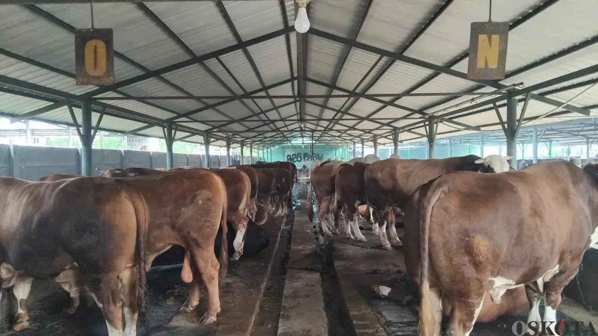 Sejumlah sapi di peternakan Berkah Bersama Sejahtera (BBS) di Jati Asih, Kota Bekasi. Sebelum dapat harga diskon dari penjual, Prabowo diketahui menyampaikan permintaan khusus. (Sumber: Poskota/Nurpini Aulia Rapika)