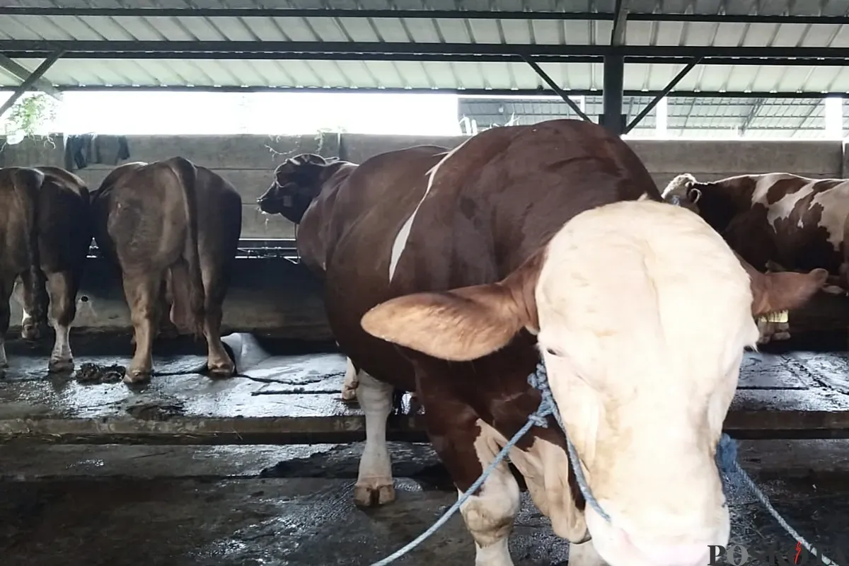 Sapi simmental yang berbobot 1,1 ton dibeli Prabowo Subianto dari peternakan BBS di Jati Asih, Kota Bekasi. Prabowo diketahui nmendapatkan harga diskon dari penjual sapi tersebut. (Sumber: Poskota/Nurpini Aulia Rapika)