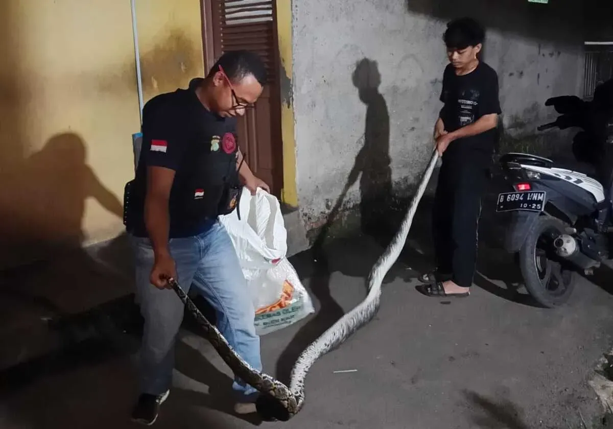 Farhan bersama rekannya berhasil menangkap Ular Sanca Kembang Panjang 4 meter di Pemukiman warga, Jumat, 30 Mei 2025, malam. (Sumber: Dok. Warga)