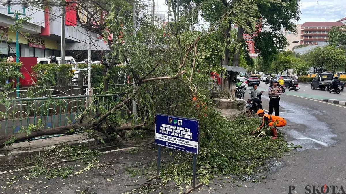 Sebuah pohon ceri tumbang di depan Slipi Jaya, Slipi, Palmerah, Jakarta Barat, Kamis, 6 November 2025. (Sumber: Poskota/Pandi Ramedhan)