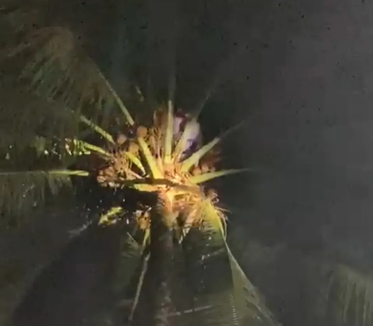 Tim Damkar dari BPBD-PK Pandeglang saat melakukan evakuasi korban di atas pohon kelapa. (Sumber: Istimewa)