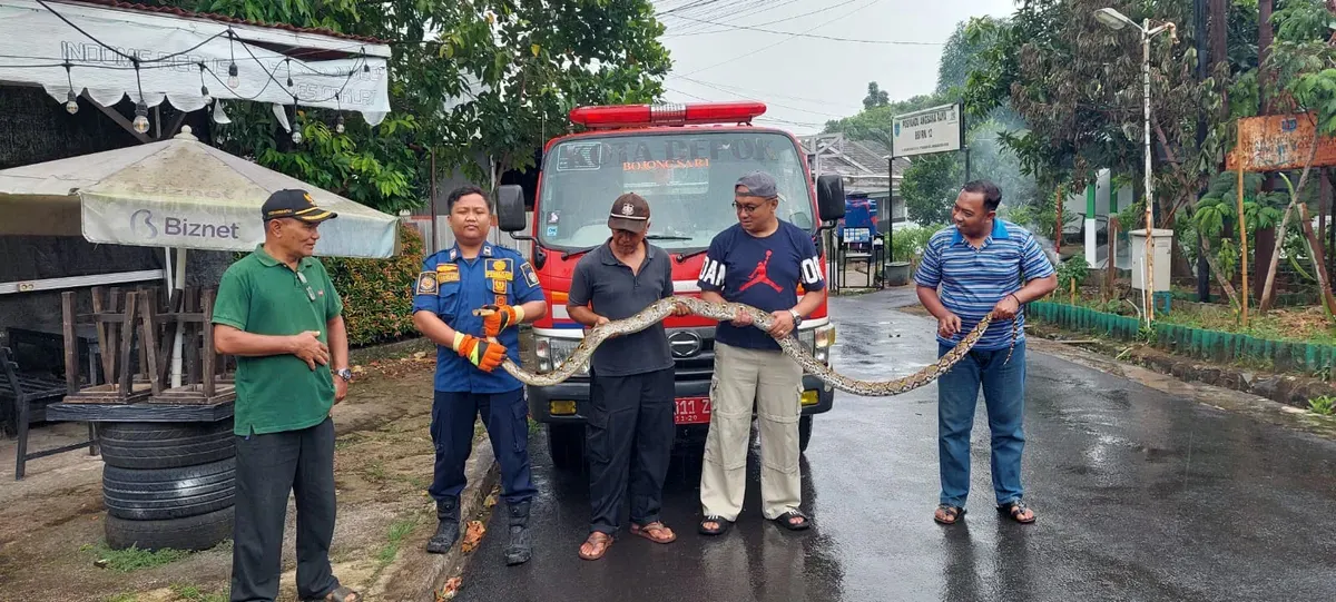 Petugas Damkar dan warga menunjukkan ular sanca kembang sepanjang sekitar 4 meter yang berhasil ditangkap di Perumahan Bumi Sawangan Indah 2, Pengasinan, Sawangan, Kota Depok. (Sumber: Poskota/Angga Pahlevi)