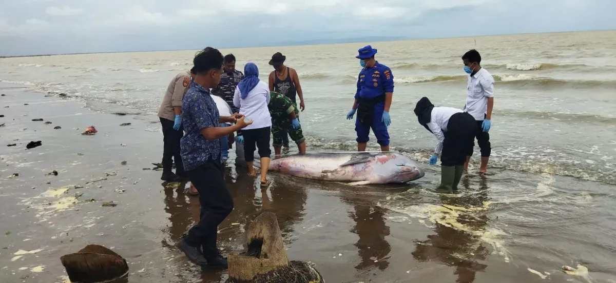Anggota TNI, Polsek Pagelaran dan Loka PSPL Serang evakuasi ikan paus terdampar di Pantai Karoeng, Pandeglang. (Sumber: Istimewa)
