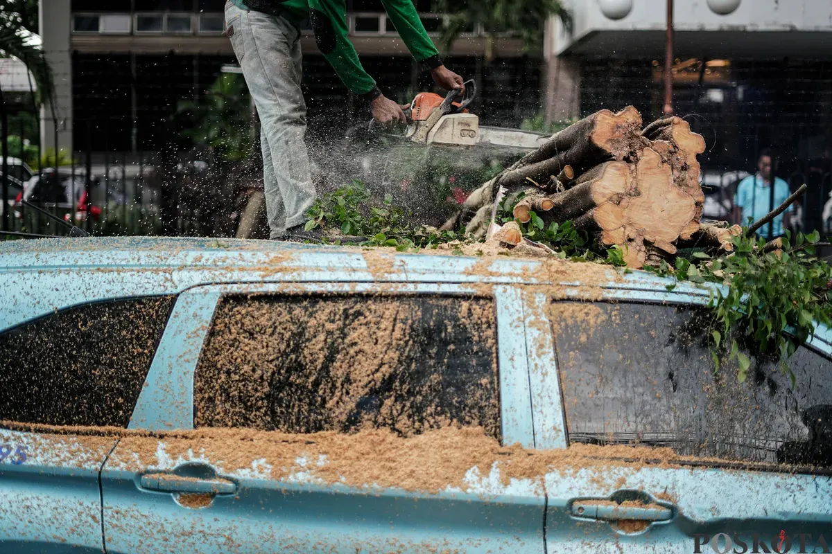 Petugas Suku Dinas Pertamanan dan Hutan Kota mengevakuasi pohon tumbang yang menimpa mobil taksi di Jalan Dr Wahidin Raya, Jakarta, Jumat, 14 November 2025. (Sumber: Poskota/Bilal Nugraha Ginanjar)