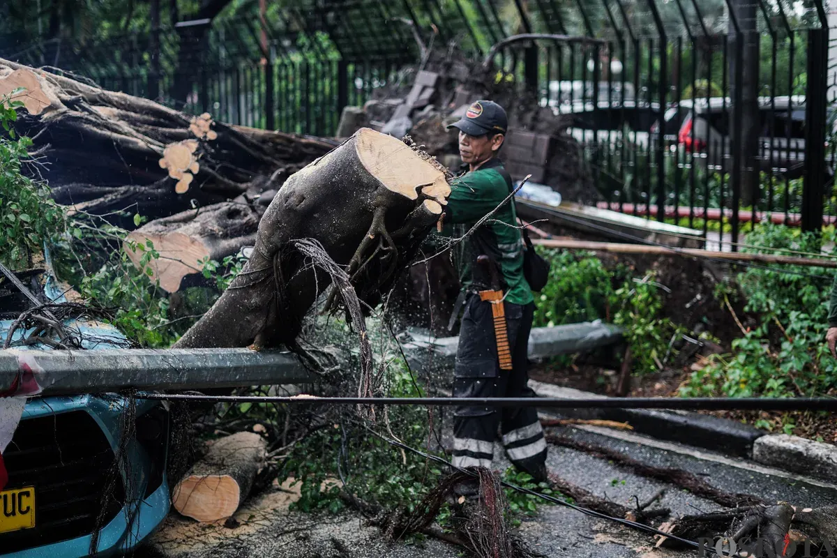 Petugas Suku Dinas Pertamanan dan Hutan Kota mengevakuasi pohon tumbang yang menimpa mobil taksi di Jalan Dr Wahidin Raya, Jakarta, Jumat, 14 November 2025. (Sumber: Poskota/Bilal Nugraha Ginanjar)