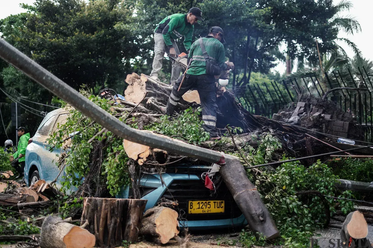 Petugas Suku Dinas Pertamanan dan Hutan Kota mengevakuasi pohon tumbang yang menimpa mobil taksi di Jalan Dr Wahidin Raya, Jakarta, Jumat, 14 November 2025. (Sumber: Poskota/Bilal Nugraha Ginanjar)