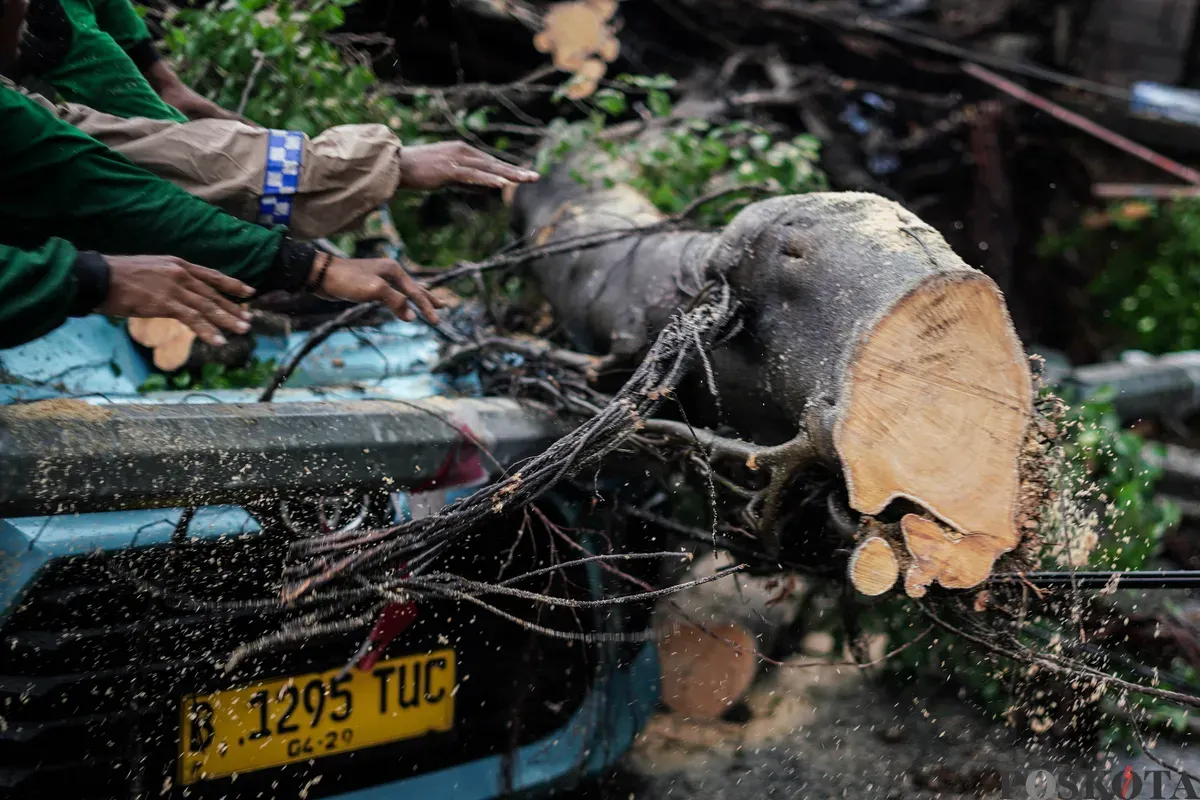 Petugas Suku Dinas Pertamanan dan Hutan Kota mengevakuasi pohon tumbang yang menimpa mobil taksi di Jalan Dr Wahidin Raya, Jakarta, Jumat, 14 November 2025. (Sumber: Poskota/Bilal Nugraha Ginanjar)