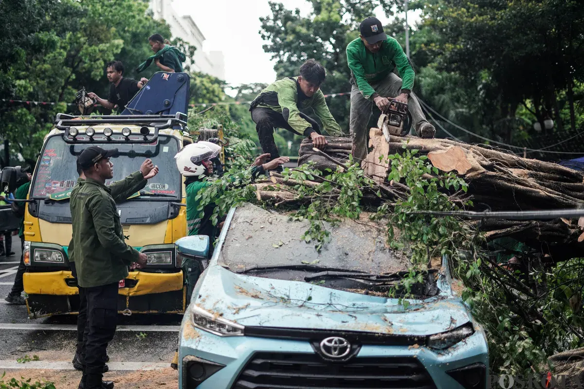Petugas Suku Dinas Pertamanan dan Hutan Kota mengevakuasi pohon tumbang yang menimpa mobil taksi di Jalan Dr Wahidin Raya, Jakarta, Jumat, 14 November 2025. (Sumber: Poskota/Bilal Nugraha Ginanjar)