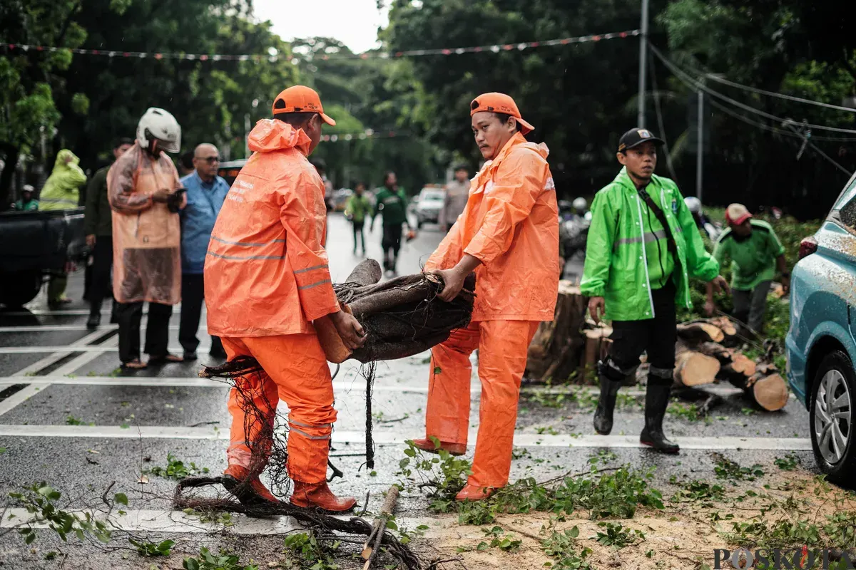 Petugas Suku Dinas Pertamanan dan Hutan Kota mengevakuasi pohon tumbang yang menimpa mobil taksi di Jalan Dr Wahidin Raya, Jakarta, Jumat, 14 November 2025. (Sumber: Poskota/Bilal Nugraha Ginanjar)