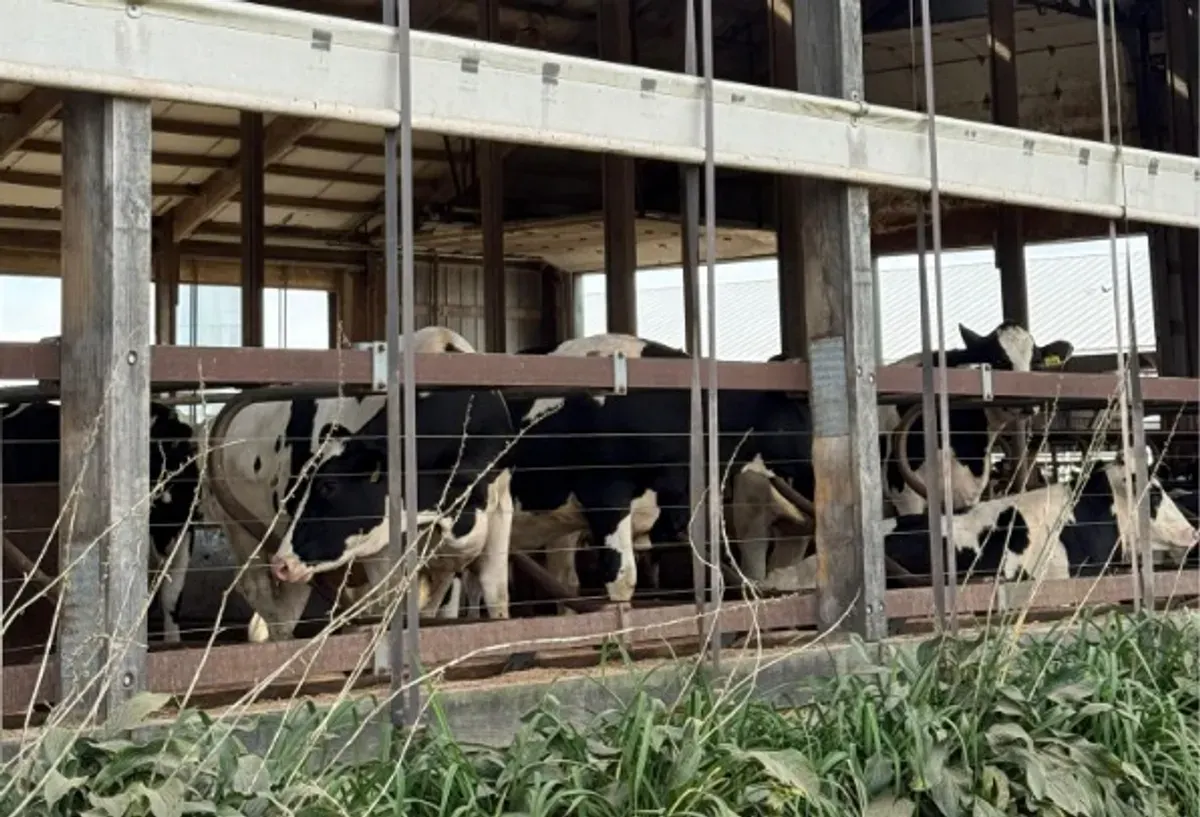 PT Perkebunan Kandangan siap mendukung pewujudan kemandirian pangan melalui pemenuhan kebutuhan susu nasional. (Sumber: Dok. Istimewa)