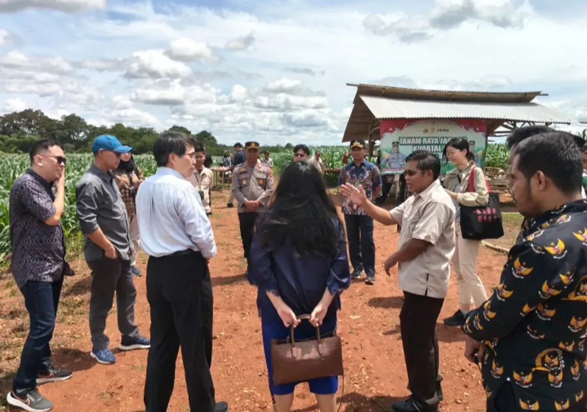 Delegasi dari Tiongkok saat meninjau perkebunan jagung program ketahanan pangan binaan Kapolres Serang di Desa Kopo. (Sumber: Dok. Polsek Kopo)