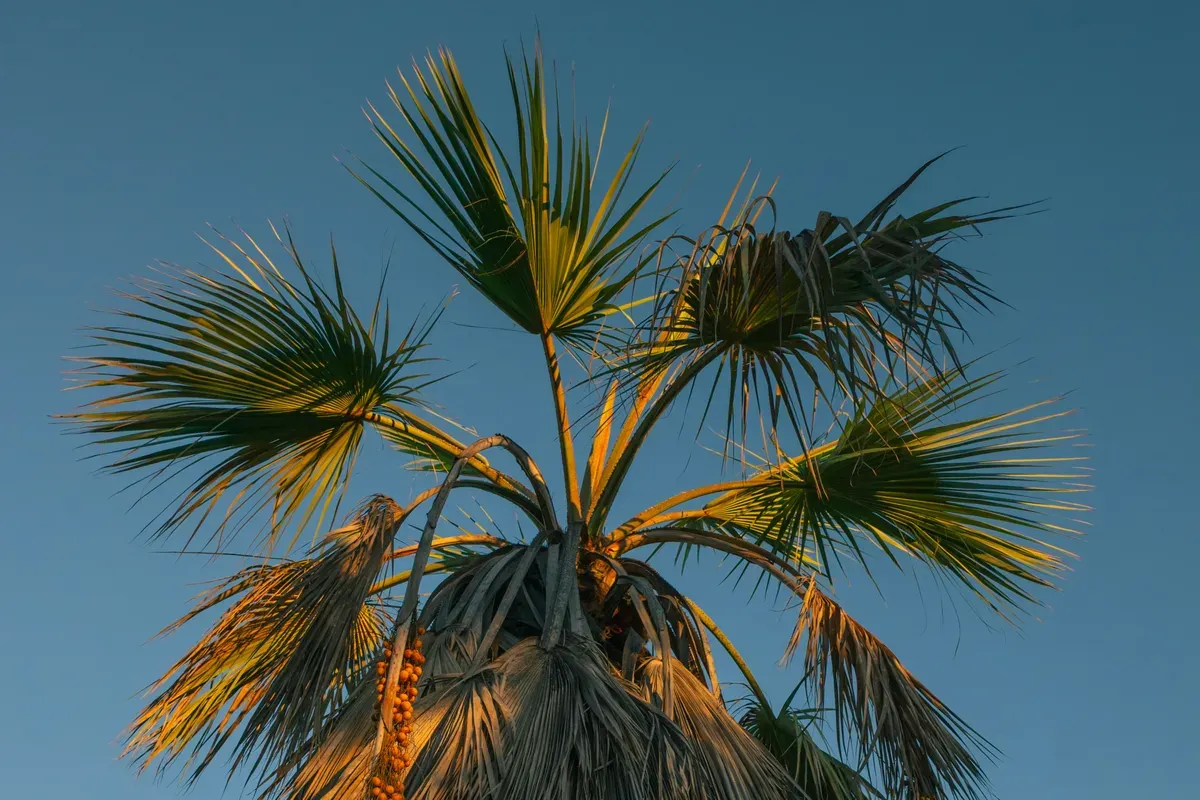 Tanggal 18 November Memperingati Hari Apa? Ada Hari Sawit Nasional (Sumber: Unsplash/Alex Tran)