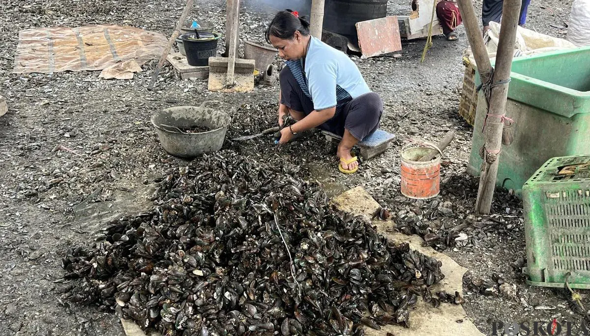 Seorang buruh harian lepas mengupas kulit kerang di RW 22 Kelurahan Muara Angke, Kecamatan Penjaringan, Jakarta Utara, Sabtu, 22 November 2025. (Sumber: POSKOTA | Foto: Pandi Ramedhan)