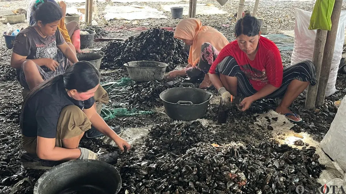 Aktivitas warga mengupas kerang hijau di RW 22 Kelurahan Muara Angke, Penjaringan, Jakarta Utara. (Sumber: Poskota/Pandi Ramedhan)