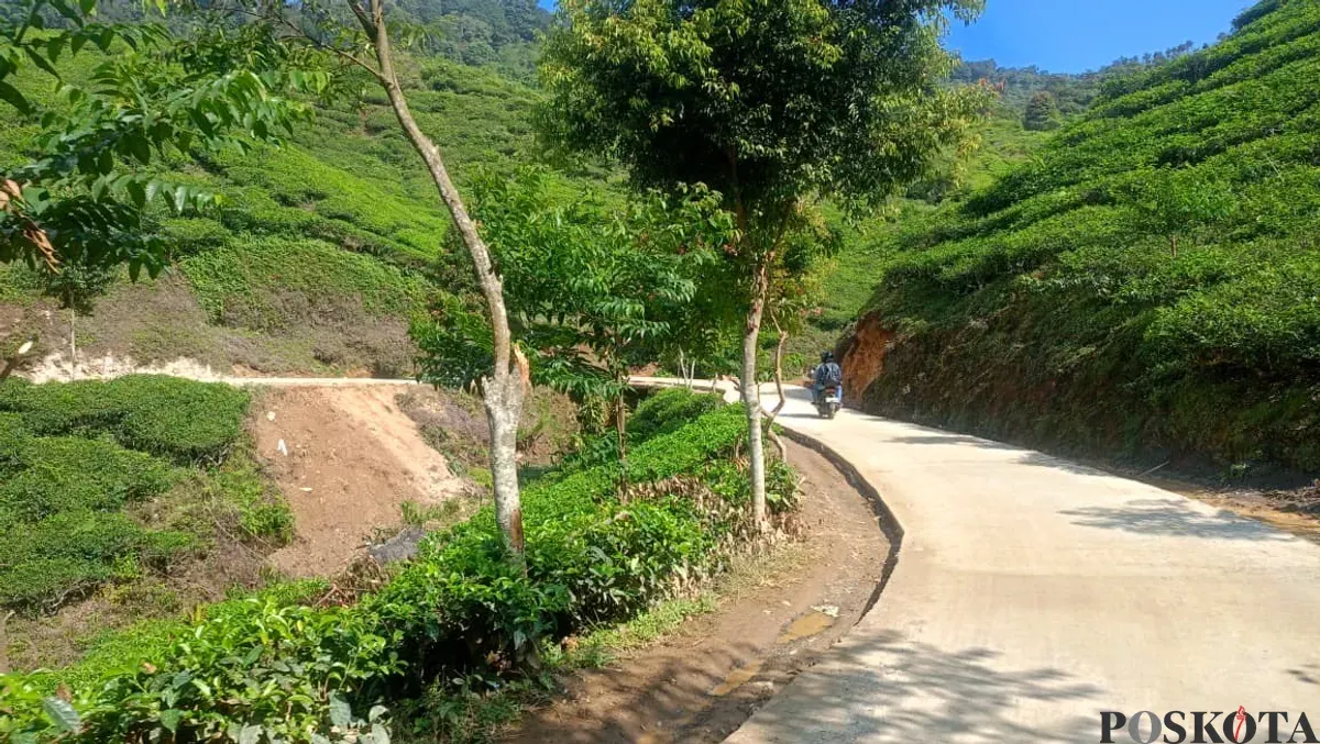 Salah satu kawasan geopark, kebun teh di Malasari, Kecamatan Nanggung, Kabupaten Bogor. (Sumber: Poskota/Giffar Rivana)