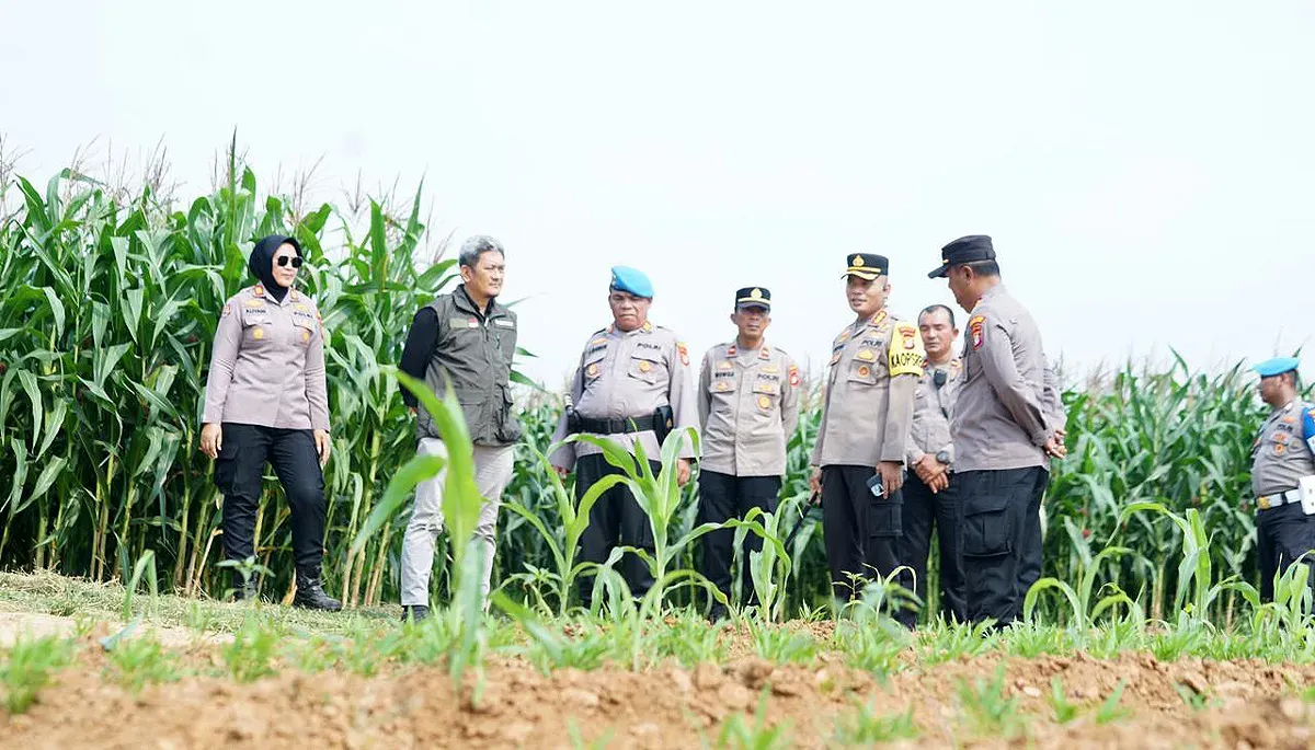 Jajaran Polres Metro Bekasi meninjau lahan jagung milik Polda Metro Jaya di Kampung Tembong Gunung, Desa Sukamahi, Cikarang Pusat, Kabupaten Bekasi, Kamis 27 November 2025. (Sumber: Dok Humas Polres Metro Bekasi)