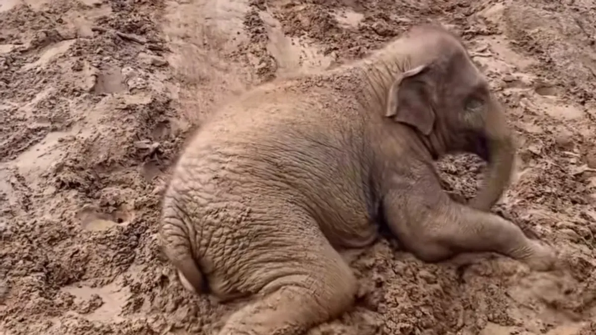 Ilustrasi - Jumlah populasi gajah Sumatera saat ini. (Sumber: Instagram/@saveelephantfoundation)