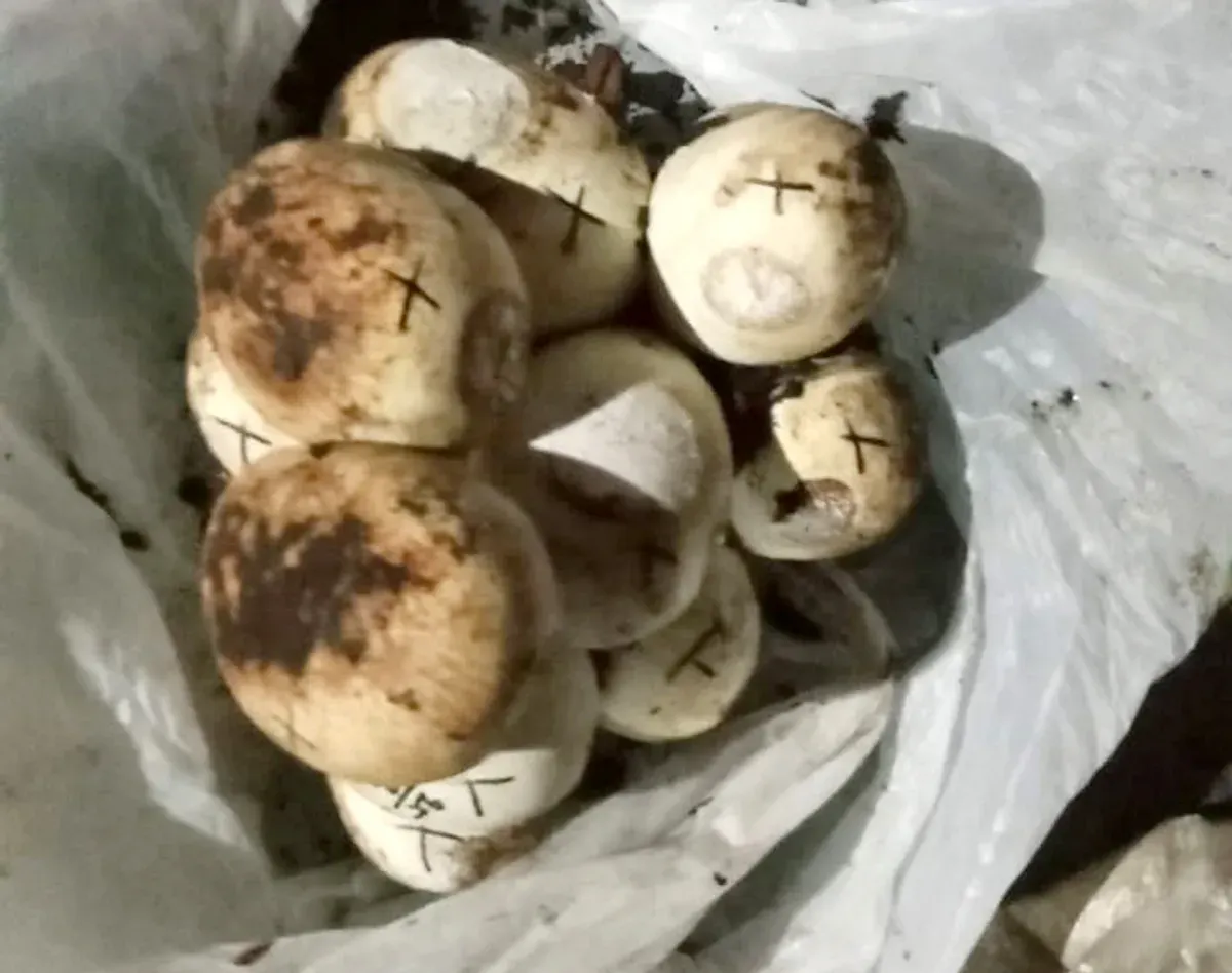 Puluhan telur ular sanca kembang ditemukan warga di Jatiasih, Kota Bekasi. (Sumber: Istimewa)