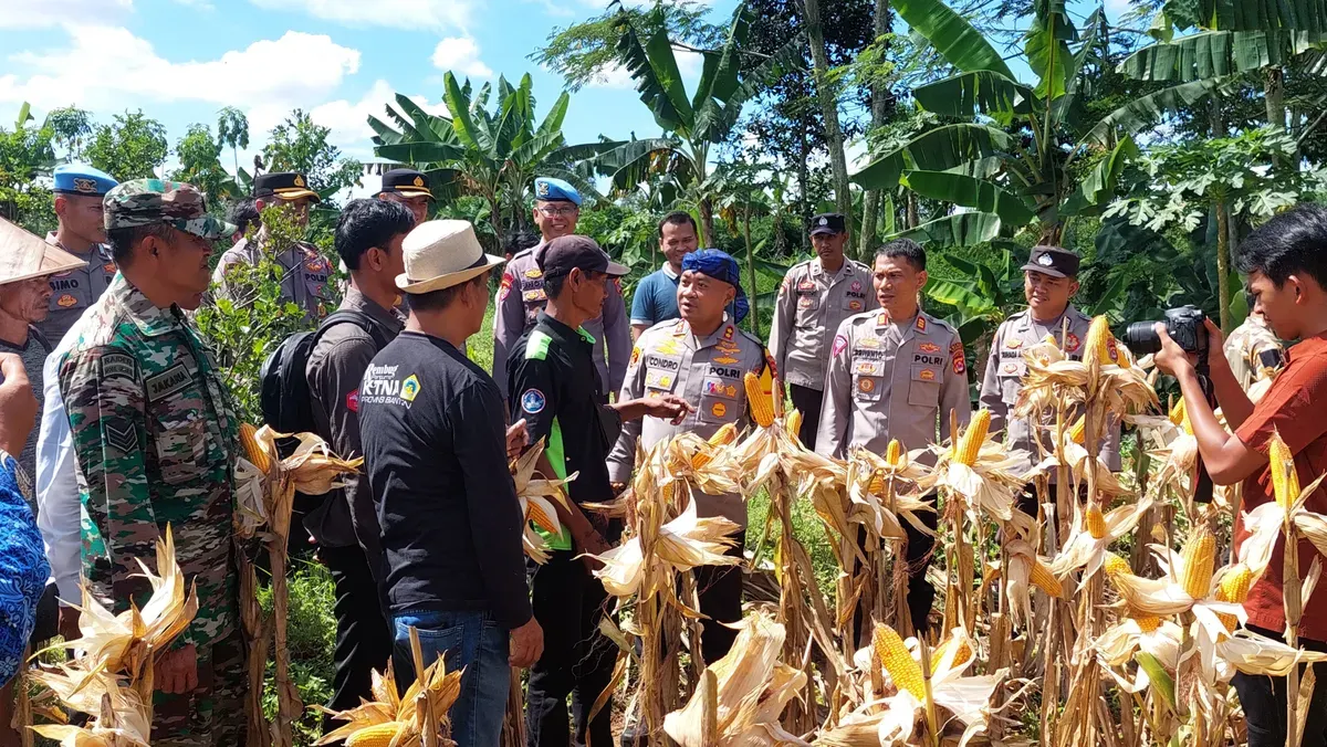 Kapolres Serang AKBP Condro Sasongko saat meninjau perkebunan jagung siap panen di Kecamatan Petir. (Sumber: Polres Serang)